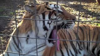 FUNNY TIGER TALK!