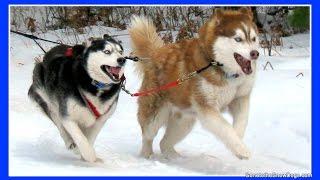 2010 Thunder Bay Classic Sled Dog Races Siberian Husky Mush M.U.S.H. Dog Sledding