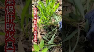 問：巧娘肝火口苦吃甚麼菜敗火？回：其實很多野菜比買的還營養看你肯不肯彎腰