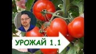 Как вырастить томаты (помидоры) в теплице? Технология выращивания томатов помидоров в теплице