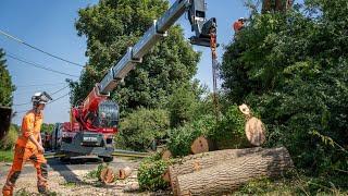 Magni RTH 6.30 Rotary Telehandler Tree Felling