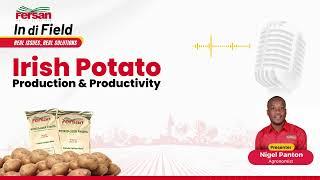 Irish Potato Production and Productivity