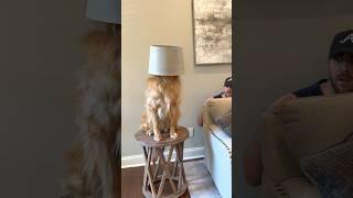 We had to hide from a home intruder!