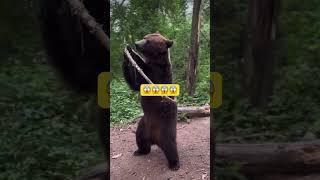 Can’t Believe This Bear  #grizzlybear #animals #wildlife #viralshort