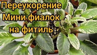 Переукоренение мини фиалок. Отличие от стандартов  #фиалки #сенполии #фитиль #