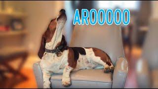 basset hound howling like a cow