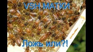 VSH  МАТКИ БИЗНЕС,ЛОЖЬ или НАДЕЖДА? ОТВЕТ!!!