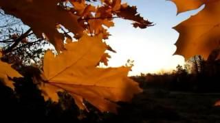 Autumn footage  /  Осенний футаж 102