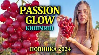 Кишмиш PASSION GLOW  СУПЕР НОВИНКА В УКРАИНЕ 2024 !