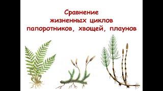 Сравнение жизненных циклов папоротников, хвощей и плаунов