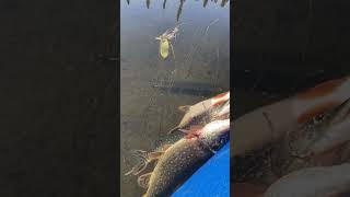 Subsistence pike fishing in crystal clear waters, @wildernessgma49