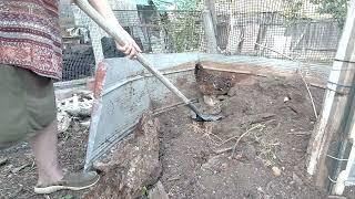 My hens cleaning out the garden beds