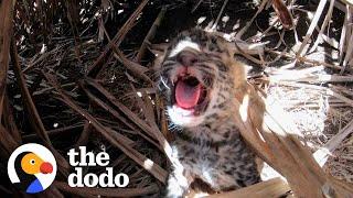 This Baby Leopard Was Found Crying For His Mom | The Dodo