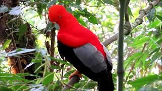 Андский скальный петушок | Rupicola peruviana | Andean cock-of-the-rock