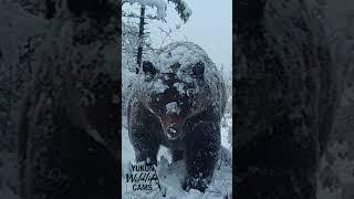 Yukon wildlife: Grizzly in an early winter snowfall
