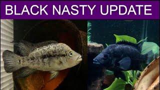 Black Nasty Cichlid / Nandopsis Haitiensis update and care guide - VERY AGGRESSIVE