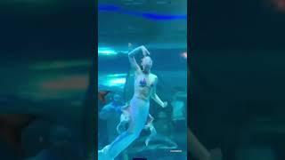 Giant fish attacks 'mermaid' performer