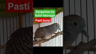 PANCINGAN PERKUTUT SUPAYA BUNYI #perkutut #burung #perkututperkutut