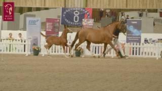 Mount St John Open Day 2017 Teaser