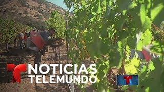 California necesita trabajadores para sus viñedos | Noticiero | Noticias Telemundo