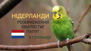 Нідерланди розмноження хвилястих папуг.Нидерланды размножение волнистых попугаев в Голландии.Holland