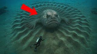 Scientists Found Massive, Mysterious Creatures Hiding Underwater!