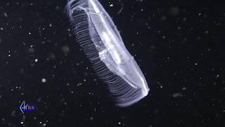 Moon jellyfish (Aurelia aurita)