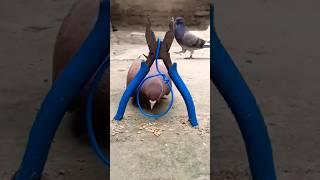 Pigeon trap using cutting pliers & wire
