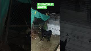 ATIK BOSS GOATS FROM 
