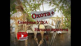 ОХОТА Северная утка Начало пролета #утка #охота #севернаяутка #наутку  Ютуб канал Охота+  #Охота+