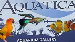 Aquatica Aquarium Gallery: A Great Local Fish Store!