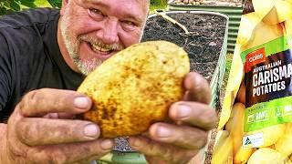 Growing Potatoes from OLD Supermarket Potatoes