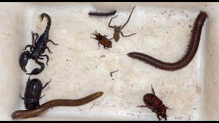 Ultimately I Caught Spider And Giant Millipede Captured