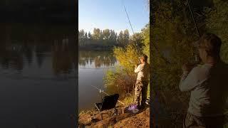 #рыбалка #fishing #carpfishing #карп #природа #рыба #озеро !Ловим живца  на хищника ждём хищника