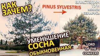 СОСНА ОБЫКНОВЕННАЯ ОБРЕЗКА/pinus sylvestris/ @LORD_OF_GARDEN_BELARUS / Стрижка туи минск