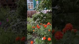 Самые красивые окна️ #сад #садсвоимируками