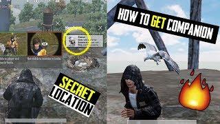 how to find/unlock companion eagle in pubg mobile