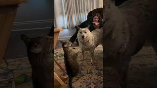 #interesting #cute#pet #animal #pet#dog #doglover#funnydogs#dog