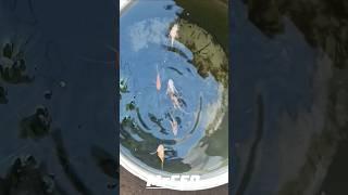 Molly parent & Frys Moontail molly #fishhobbies fish#aquarium #mollyfish#mollyfishbreeding #mollyfry