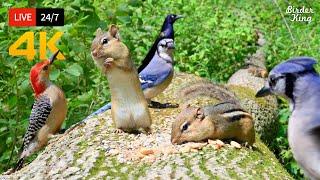 24/7 LIVE: Cat TV for Cats to Watch  Naughty Birds Chipmunks and Squirrels 4K  Cat Games HDR