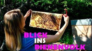 ► Blick ins Bienenvolk zur Robinienblüte