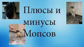 ПЛЮСЫ И МИНУСЫ МОПСОВ