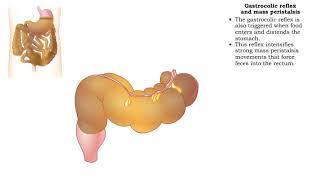 Haustral churning, Gastrocolic reflex and mass peristalsis & Defecation