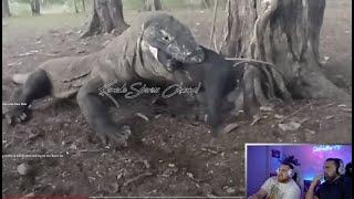 LOSPOLLOSTV AND DAD WATCH CRAZY VIDEO OF KOMODO DRAGON