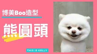 博美犬BOO圓頭造型｜凱莉老師 Groomer Kelly｜寵物美容教學｜Pomeranian Pet Grooming