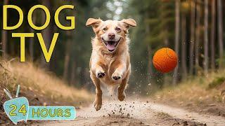 DOG TV: Videos for Dogs to Watch to Reduce Anxiety When Home Alone - Best Relax Music for Dogs