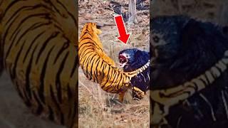 Animals That Humble Tigers