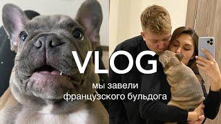 ФРАНЦУЗСКИЙ БУЛЬДОГ / МЫ ЗАВЕЛИ ЩЕНКА / ПЕРВЫЙ ВЛОГ