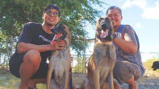 Vlog 180: ANG MULING PAGKIKITA NI "BELLA" AT "MELLO" AFTER 2 YEARS #belgianmalinois #dogs #harabas