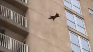 A cat jumping from a building!!!